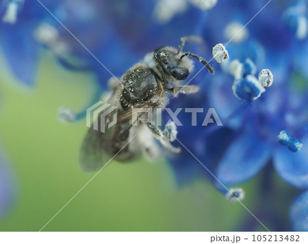 アジサイの花で（たぶん）花粉を集めている小さな黒いハチ 105213482