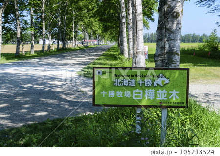 北海道音更町の白樺並木 105213524