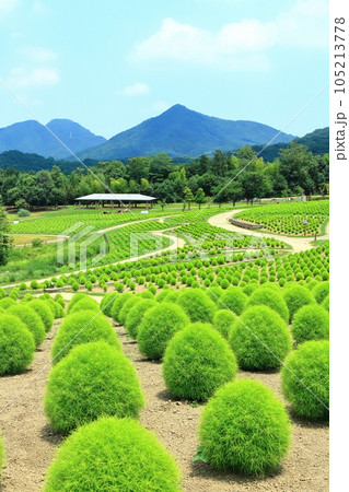 【香川県】夏の国営讃岐まんのう公園(新緑のコキア) 【香川県】夏の国営讃岐まんのう公園(新緑のコキア) 105213778