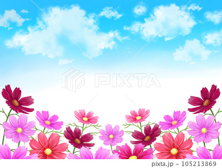 コスモス畑と青空の背景フレーム コスモス畑と青空の背景フレーム 105213869