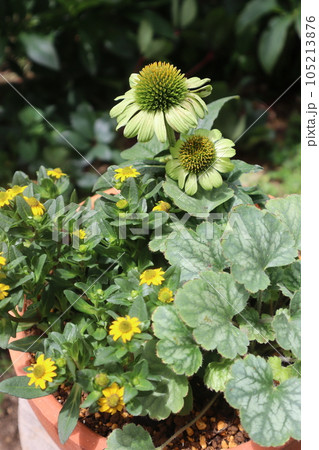 エキナセアの花寄せ植え エキナセアの花寄せ植え 105213876