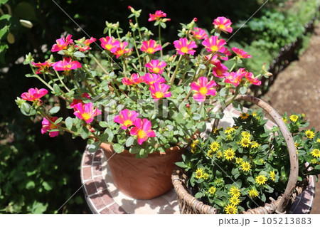 ポーチュラカ、サンビタリアの花寄せ鉢 105213883