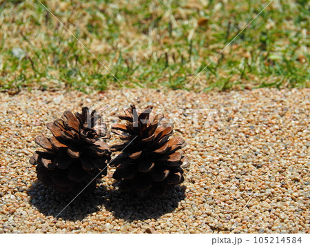 ペアの松ぼっくり 105214584