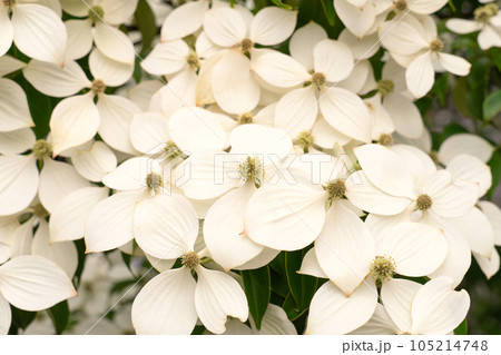 ヤマボウシの花いっぱい 105214748