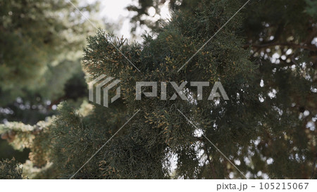 Photo cypress pine tree blossom Photo cypress pine tree blossom 105215067
