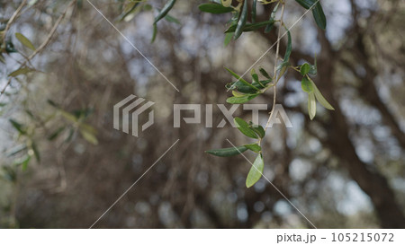 photo of olive leaves on spring day 105215072