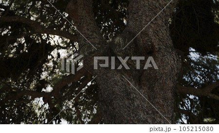 closeup shot of big tree trunk with sun light flare 105215080