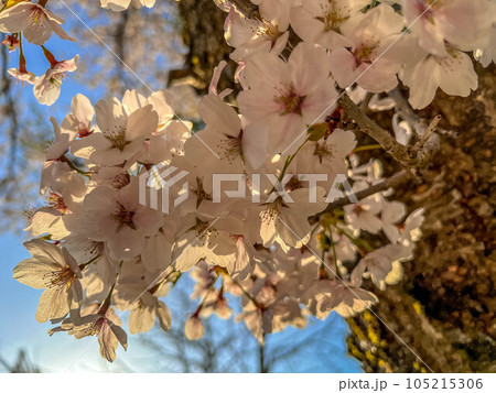 傾き始めた日差しと桜花 105215306