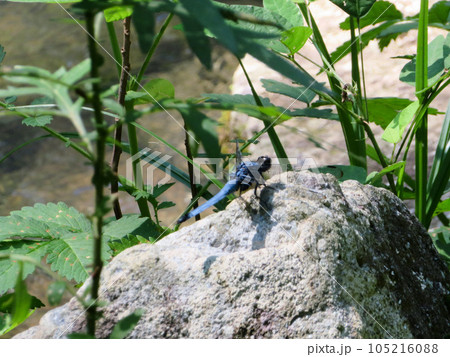 岩にとまったシオカラトンボ 岩にとまったシオカラトンボ 105216088