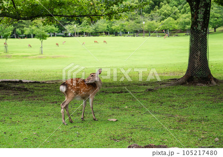 奈良公園の鹿 奈良公園の鹿 105217480