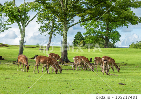 草を食べる鹿の群れ 奈良公園 飛火野園地 草を食べる鹿の群れ 奈良公園 飛火野園地 105217481