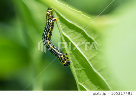 クロマダラエダシャク幼虫 クロマダラエダシャク幼虫 105217493
