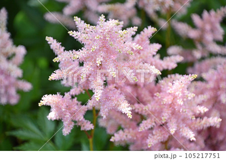 アスチルベ 105217751