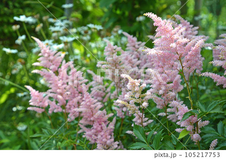 アスチルベ 105217753