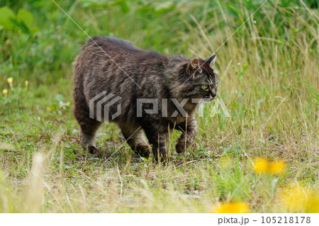 草むらで休む猫 105218178
