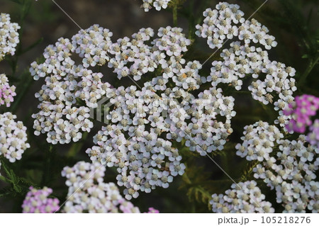 初夏の庭に咲くピンク色と白のノコギリソウの花 初夏の庭に咲くピンク色と白のノコギリソウの花 105218276