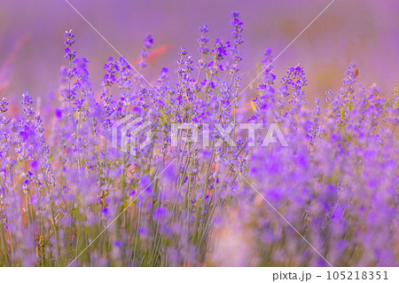 Lavender flowers close-up on blurred background 105218351