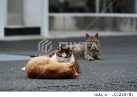 みんな仲良くゴロゴロする猫 105218788