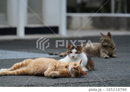 みんな仲良くゴロゴロする猫 105218790