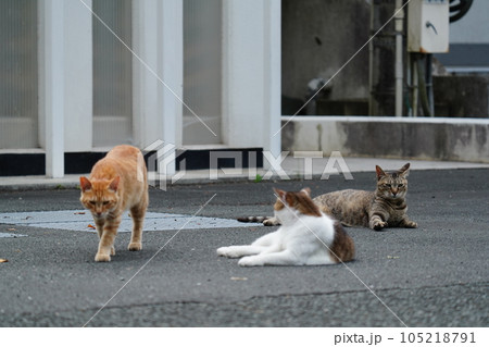 みんな仲良くゴロゴロする猫 105218791