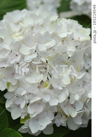 French hydrangea The Bride 105219549