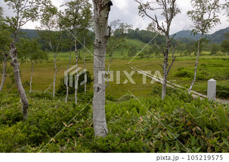 志賀高原　田ノ原湿原 105219575