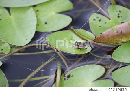 水草の上で交尾するイネネクイハムシ 105219636