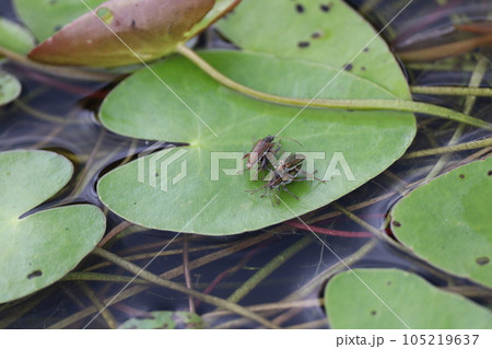 水草の上で交尾するイネネクイハムシ 水草の上で交尾するイネネクイハムシ 105219637