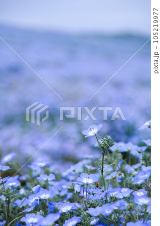 ネモフィラの花が咲き誇る風景 ネモフィラの花が咲き誇る風景 105219977