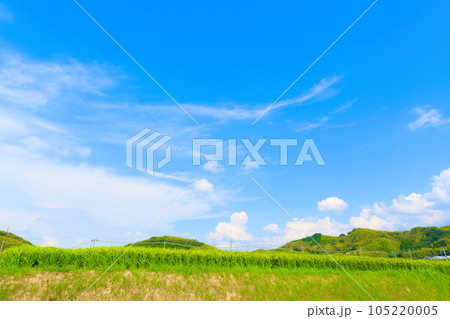 【大阪府】8月・夏空の下、大きく育ってきた稲穂 【大阪府】8月・夏空の下、大きく育ってきた稲穂 105220005