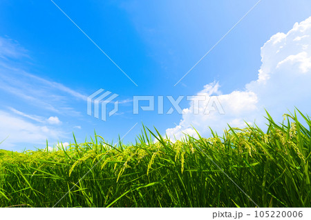【大阪府】8月・夏空の下、大きく育ってきた稲穂 【大阪府】8月・夏空の下、大きく育ってきた稲穂 105220006