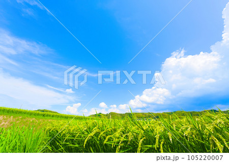 【大阪府】8月・夏空の下、大きく育ってきた稲穂 【大阪府】8月・夏空の下、大きく育ってきた稲穂 105220007