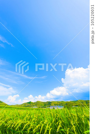 【大阪府】8月・夏空の下、大きく育ってきた稲穂 【大阪府】8月・夏空の下、大きく育ってきた稲穂 105220031