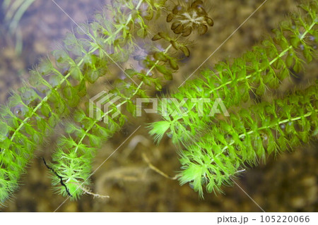 4820 ムジナモ 4820 ムジナモ 105220066