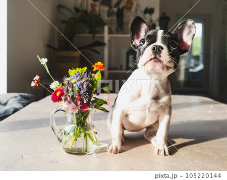 Cute puppy and a bouquet of bright flowers 105220144