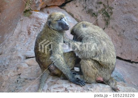 サルが仲良く毛繕い サルが仲良く毛繕い 105220220