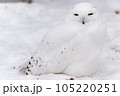 シロフクロウのポートレート 105220251