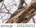 木に登るエゾモモンガ 105220252