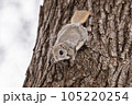 木に登るエゾモモンガ 105220254
