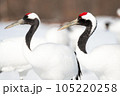 雪の中で踊る二羽のタンチョウ 105220258