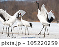 雪の中で踊る二羽のタンチョウ 105220259