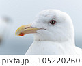 見つめるウミネコ 105220260