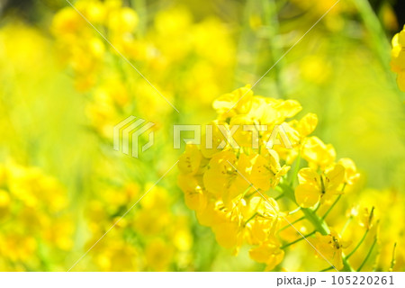 春の光を浴びる菜の花 105220261