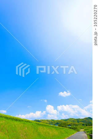 【大阪府】8月・夏空の下、大きく育ってきた稲穂 105220270