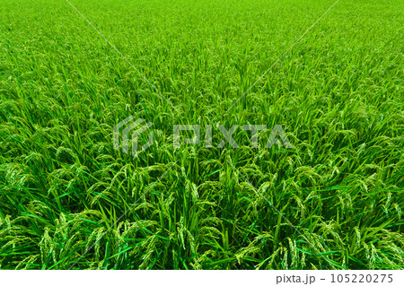 【大阪府】8月・夏空の下、大きく育ってきた稲穂 【大阪府】8月・夏空の下、大きく育ってきた稲穂 105220275