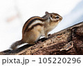 木の上にいるシマリス 105220296