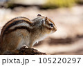 何かを見つめるシマリス 105220297