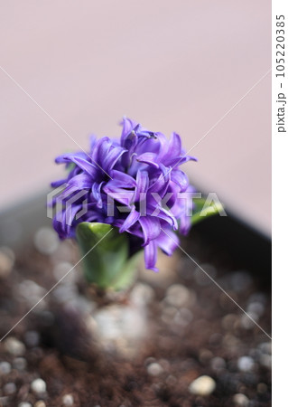 鉢植えされたヒヤシンス 鉢植えされたヒヤシンス 105220385