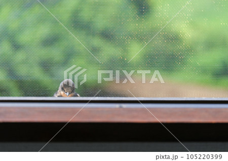 窓の外からこちらを見ている、ツバメの子供、7月 105220399