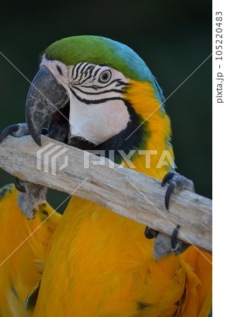カラフルで木登り上手なインコ 105220483
